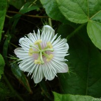 Passiflora foetida L.